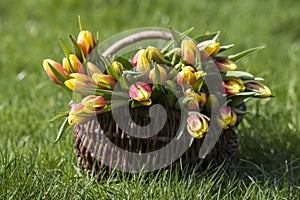 Colorful fresh tulips in wicker basket