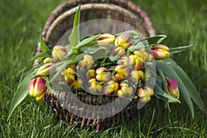 Colorful fresh tulips in wicker basket in the garden