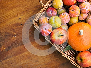 Colorful freshly picked plums Mirabelles red yellow green apples pumpkin in wicker basket on wood garden table. Autumn fall