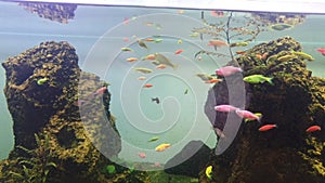 Colorful of Freshwater Little Fish in Fish Tank Aquarium