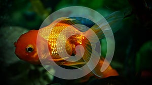 colorful freshwater ornamental fish in the aquarium