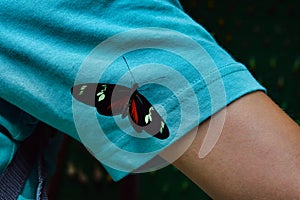 Friendly butterfly on the arm