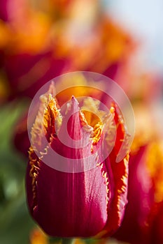 Colorful fringed Lambada tulip