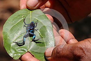 Colorful frog of madagascar