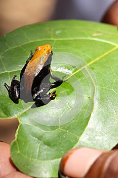 Colorful frog of madagascar