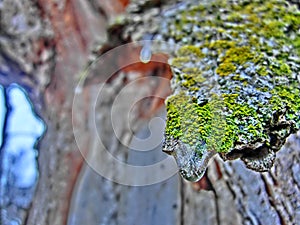 Colorful Frozen Bark