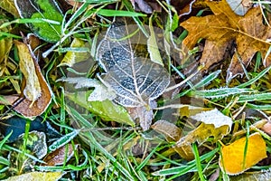 Colorful frozen Fall leaves captured on ground, natures abstract.