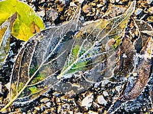 Colorful frozen Fall leaves captured on ground, natures abstract.