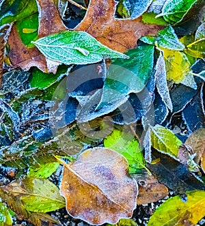 Colorful frozen Fall leaves captured on ground, natures abstract.