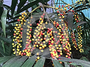 Colorful fruit of Areca catechu Linn photo