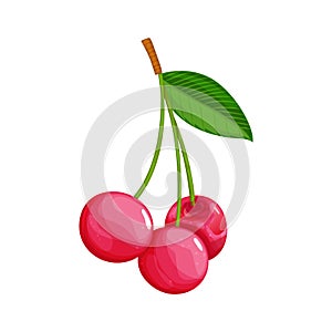 Colorful fruit. Cherry icon. Vector illustration berry and fruit in flat cartoon style, isolated on white. Healthy