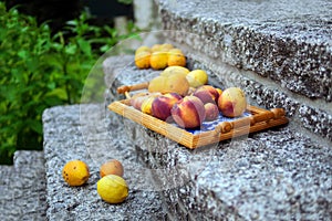 Colorful fruits from garden trees on the tray