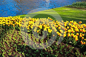 Colorful full blooming tulip garden.