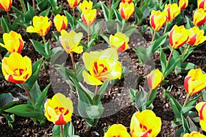 Colorful full blooming tulip garden.