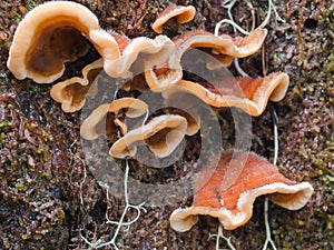 Colorful fungus growing on tree trunk