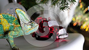 Colorful funny chameleon in Christmas and New Year holiday party