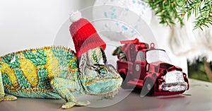 Colorful funny chameleon in Christmas red Santa hat