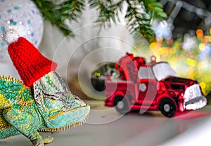 Colorful funny chameleon in Christmas red Santa hat