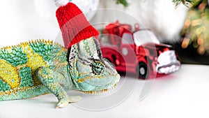 Colorful funny chameleon in Christmas red Santa hat