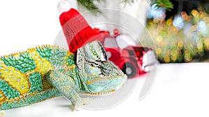 Colorful funny chameleon in Christmas red Santa hat