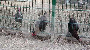 Colorful funny chickens with interesting feather patterns peck on the ground and stick their heads through the green fence of