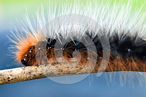 Colorful and fuzzy caterpillar