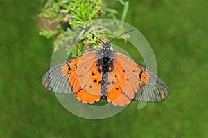 Colorful garden acraea butterfly