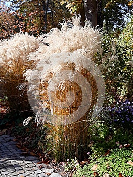 Colorful garden in autumn in Falkensee in Germany