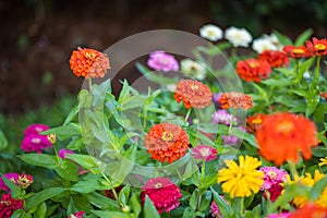 Colorful garden of beautiful bright and colorful zinnia pick garden