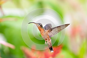 Colorful garden with a hummingbird in flight with its tongue out