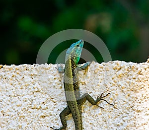 Colorful garden lizard climbing a white garden wall