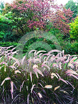 Colorful garden with ornamental grass
