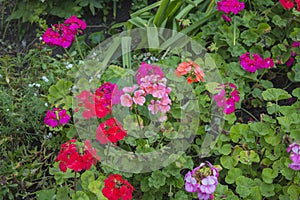 Colorful garden pelargonium flowers