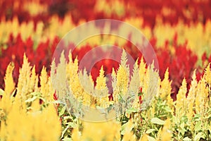 Colorful garden with red and yellow flowers of Cockscomb in the nursery outdoors , Celosia argentea - Cockscomb flower blooming in