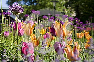 Colorful garden, Stockholm.