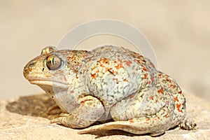 Colorful garlic toad