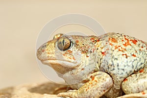 Colorful garlic toad close up photo