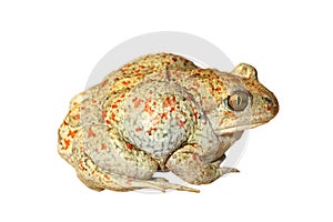 Isolated colorful garlic toad photo