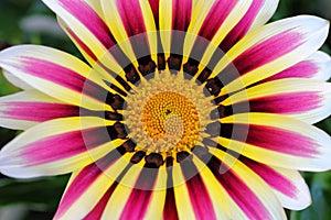 Macro of Gazania flower at bloom in radiant colors yellow pink white