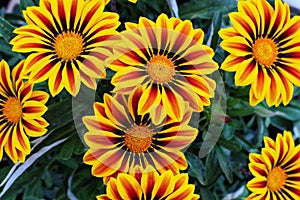 Colorful Gazania flowers