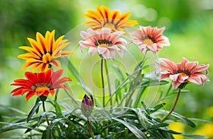 Colorful gazania flowers or african daisy in a garden