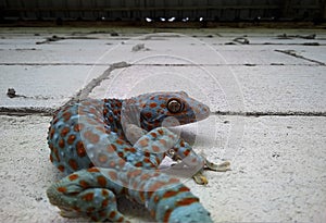 Colorful gecko on a concrete wall