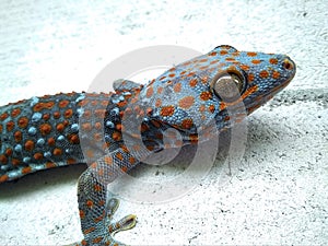 Colorful gecko on a concrete wall