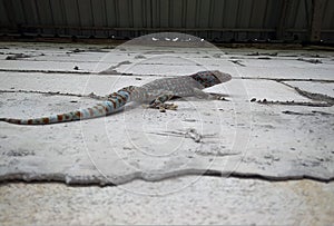 Colorful gecko on a concrete wall