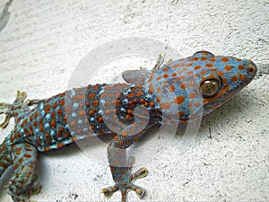 Colorful gecko on a concrete wall