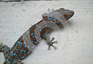 Colorful gecko on a concrete wall