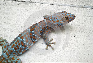 Colorful gecko on a concrete wall