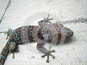 Colorful gecko on a concrete wall