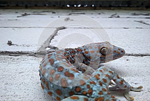 Colorful gecko on a concrete wall