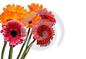 Colorful gerber bouquet